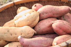 【ゲン担ぎ福袋】トロ甘熟成さつまいも！安納芋と安納黄金のおめでたい紅白食べ比べセット🎍🍠✨大きめサイズ（安納芋2キロ安納黄金2キロの計4Kg）お正月のきんとんにオススメ✨お買得な福袋