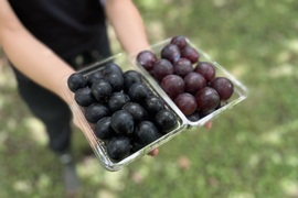 信州の粒ブドウセット【ナガノパープル】×【ピオーネ】の２セット [NpPnW]