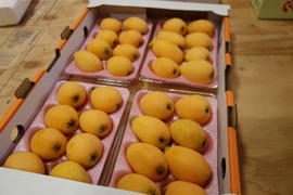 みずみずしい甘さは初夏の味！長崎市産露地びわ「千々（ちぢ）んびわ」１ｋｇ小ぶりなＭサイズ（32玉）・お求めやすいお値段でご提供
