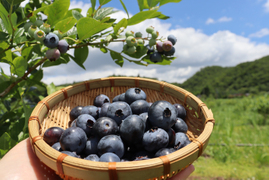 農薬不使用｜仙台市秋保産ブルーベリー｜120ｇｘ4パック合計480ｇ｜化粧箱冷蔵配送