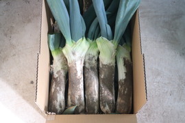 【3Lサイズ 13本前後】お蚕さまも手伝う「泥付き下仁田ネギ」3.5kg