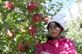 令和7年11月発送★シャキシャキ葉とらずふじりんご5㎏(10～20玉)【特別栽培農産物】【長野県産】