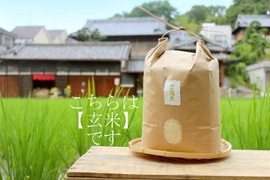 新米予約【金鵄米/玄米/20kg】冷めても美味しいヒノヒカリ2022年産きんしまい