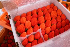 ２箱セット
トクトク🍓いちごの宝石箱
朝摘み完熟❤️酵素栽培の
こだわりいちご食べ比べ