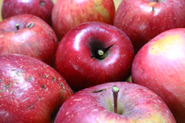 農薬削減栽培りんご「サンふじ」見切り品10キロ☆加工にイチオシ！簡易包装でたっぷり楽しめます〜もったいないりんごを減らしたい〜