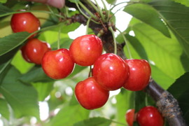 【５月下旬から発送】さくらんぼ「紅秀峰」500g【山梨県南アルプス市産】【朝採り直送】【クール便】