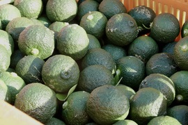 【訳ありだけど香りそのまま】青ゆず 10kg【防腐剤・ワックス不使用】