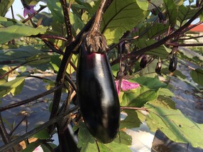 生産者さん直伝!ナスのおすすめレシピ