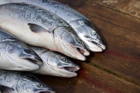 【漁師直送】獲れたての海で食卓から海を感じる♪