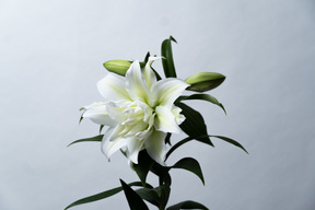 【簡易包装】■アイシャ3本束 ■大人気品種