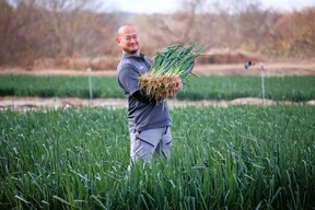 料理人が選ぶ　京都「山城のねぎ」4kg（京野菜）