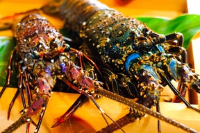 徳之島産 伊勢海老 1Kg
