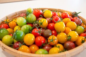 カラフルミニトマト(3㎏)《食卓に彩りを》見ても食べても感動できる♪【トマト食べ比べ】