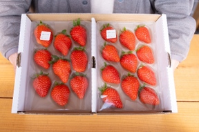 旬のいちご食べ比べ2P　お得なご家庭用！　230g×2p