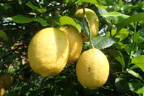 【令和8年大雪や雹によるレモン・柑橘被害支援プログラム300円寄付】【農薬不使用】訳あり　レモン5kg　和歌山県産　【寒波被害果】