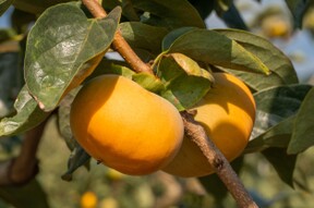 【ご予約】家庭用 糖度に自信！刀根早生柿誕生の地より直送 たねなし柿  SDG.s 2L～L　12玉入りです。たくさんの方に味わっていただきたくて企画しました。