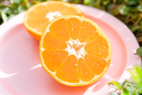 【樹上完熟】甘酸っぱくて味が濃い！自然栽培みかん５ｋｇ