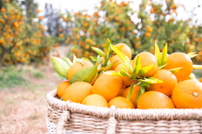 【大玉サイズ】自然栽培みかん５ｋｇ