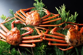 【活】or【茹で】本ズワイガニ（中600ｇ前後）″高級料亭の味をご家庭で″