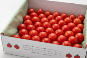 【母の日ギフト】選べる【メッセージカード付き】出汁と温泉で育てた超濃厚ミニトマト♪ギフト用1段★日時指定・贈り物