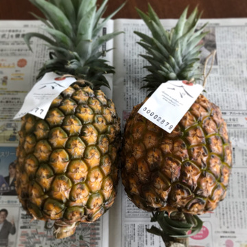 二年と 一ヶ月 ゴールドバレル パイナップル 沖縄県産 食べチョク 農家 漁師の産直ネット通販 旬の食材を生産者直送