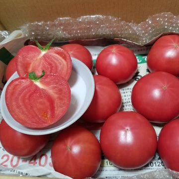 有罪 転送 クランプ 愛知 トマト 断面 Salestrainer Jp
