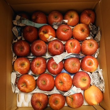 サンふじ小玉ちゃん 5 Sサイズのかわいいりんごです まるかじりでどうぞ 長野県産 食べチョク 農家 漁師の産直ネット通販 旬の食材を生産者直送