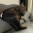 バンビ さんのサムネイル