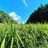 栗 Farm さんのサムネイル