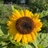 ジーコの嫁
