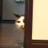 ぺんとら さんのサムネイル