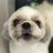 ちゃちゃねこ
