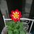 花 さんのサムネイル
