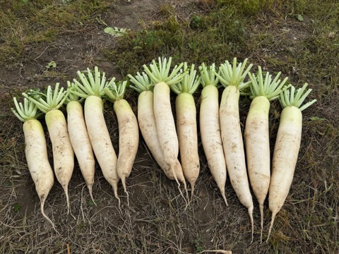 【カレンダー付】絶品！とくうま秋冬野菜５〜７品セット＜１２月発送分＞