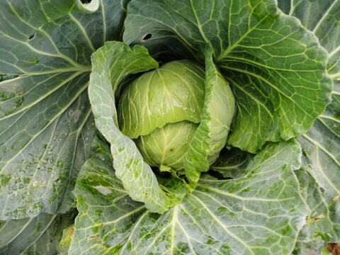 【なべくら高原産】ひぐらし農場のイチオシ野菜！柔らかくあまーいキャベツ！80サイズに入るだけ!（5kg以内）※干ばつ、害虫の影響で小ぶりのサイズ多め