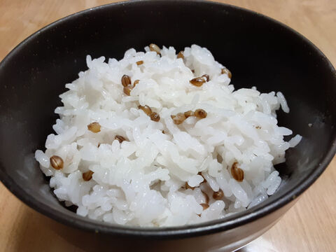 2024年収穫分　プチプチした食感！玄麦500g　ポリフェノールで色づいた紫のもち麦