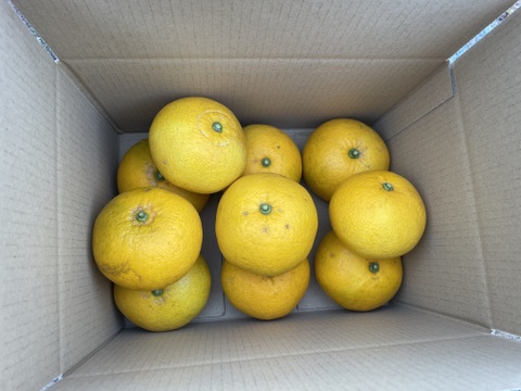 栽培中農薬不使用・無肥料】甘夏 箱込み4500g以上 2L～4Lサイズ