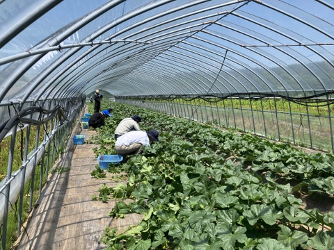 【訳あり商品】北海道メロン［ツナガルティアラ］6玉（計8kg以上）｜食べ頃を自分で完成させるメロン