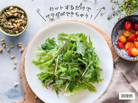 【FISH VEGGIES】水菜とレタスのサラダセット 90g　化学肥料/農薬不使用だから安心して食べられる