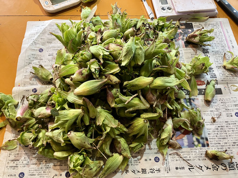 【天然物は香りが違う！！】春一番の贈り物　ほろ苦さがたまらない 天然ふきのとう