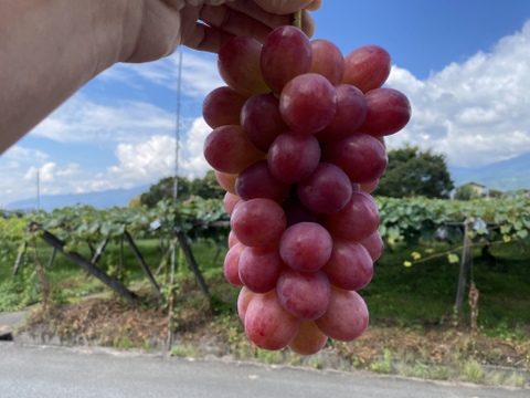 【先行予約】【9月中旬からお届け:1kg以上！】シャインマスカット&おまかせ品種詰め合わせ 1.5kg箱