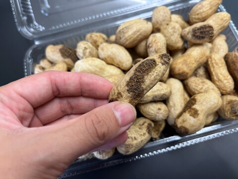 予約販売中※】生落花生 おおまさり 訳あり3㎏：千葉県産のおお