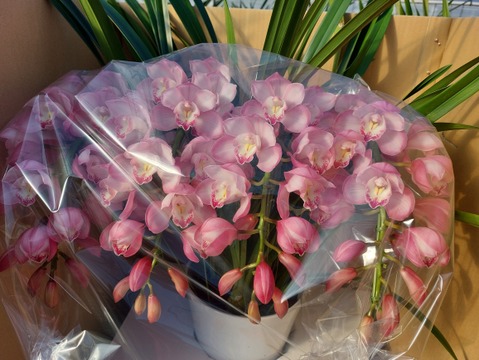 シンビジウムアーチ仕立て3本立