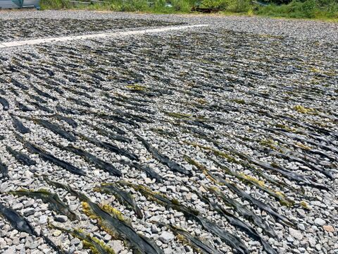 【新物】青森県佐井村産　天然だし昆布　徳用500ｇ　(不揃い)