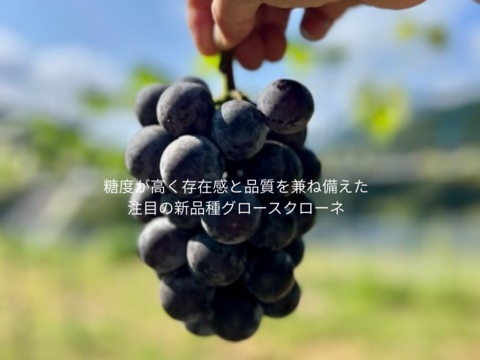 Premium Jewel Grapes – シャイン＆黒系ぶどうセレクション