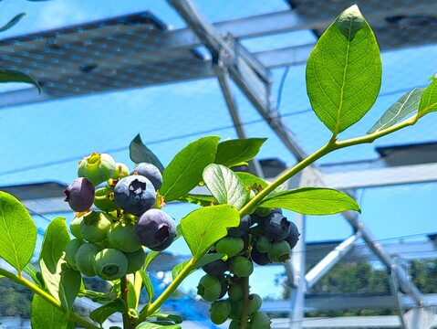 農薬不使用！2024そのまま冷凍ブルーベリー(250g)【夏ギフト】