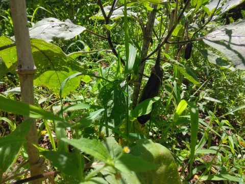 自然農園の健康やさい！　夏野菜珠玉の6品セット