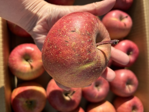 青玉 加工用 大訳あり サンふじ 5キロ箱