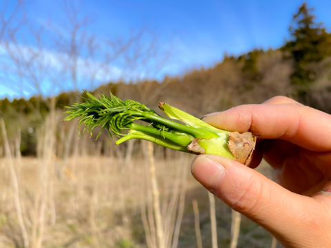 1月から順次発送】宮城県 西根の森 たらの芽 もちタラ (100g×3)：宮城