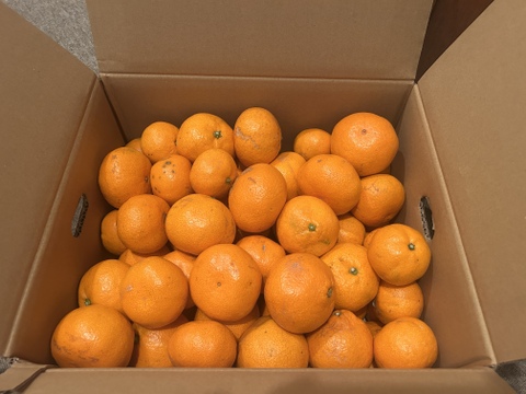 【訳あり】濃厚なコクと酸味がおいしい！有田みかん★早生★自家製堆肥栽培★大満足10kg★和歌山